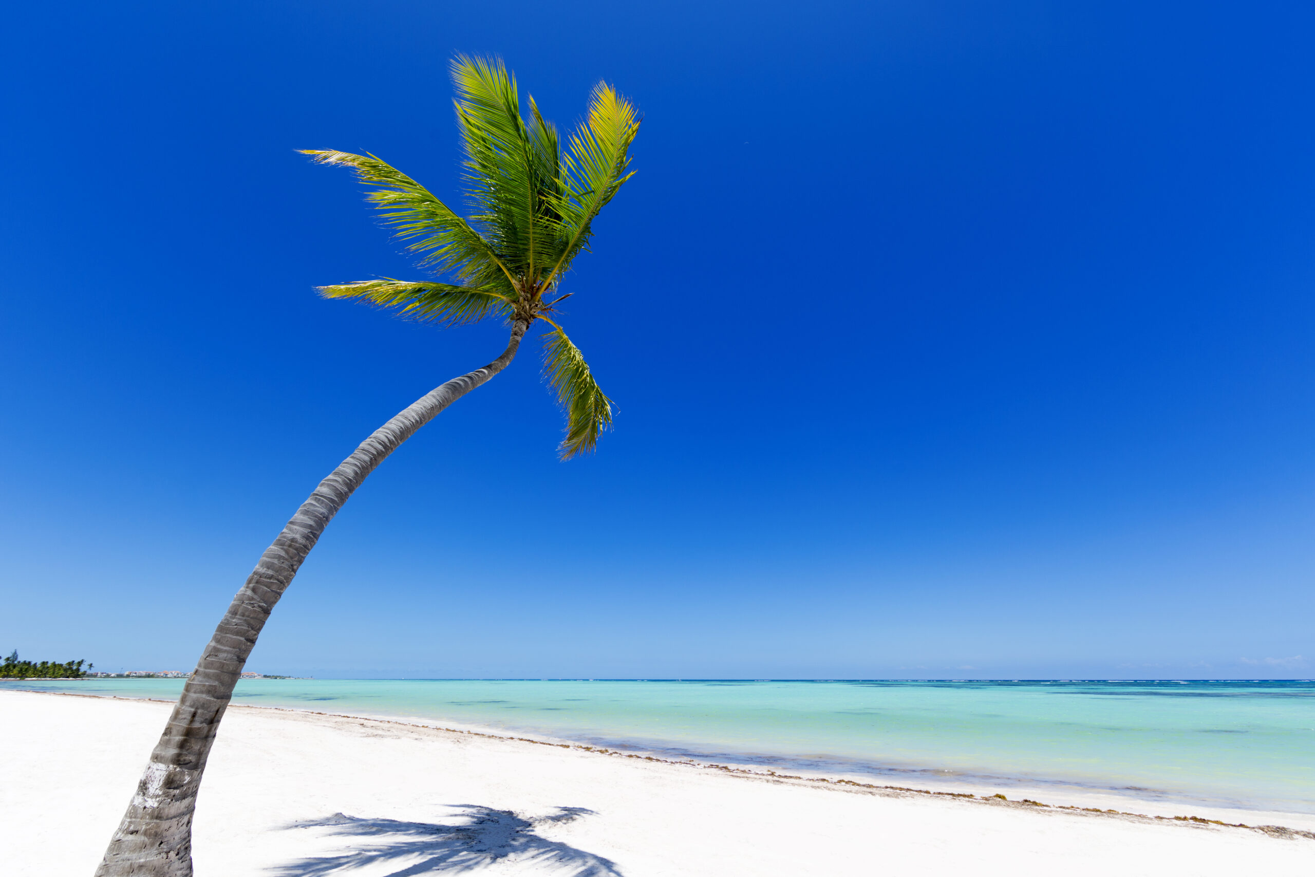 palm-tree-on-a-white-sand-beach-SBI-300938047
